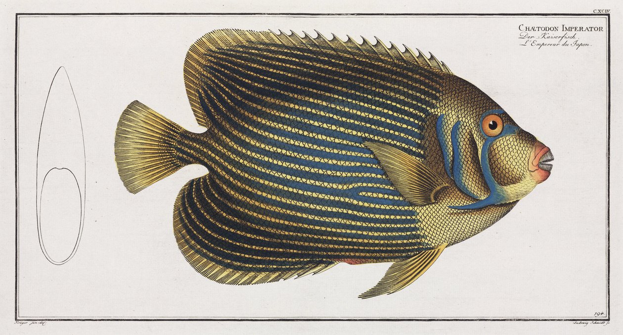 Imperator Angelfish av John Pardon