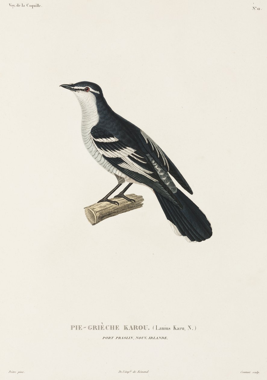 Karou shrike, Port Praslin, New Ireland av John Pardon