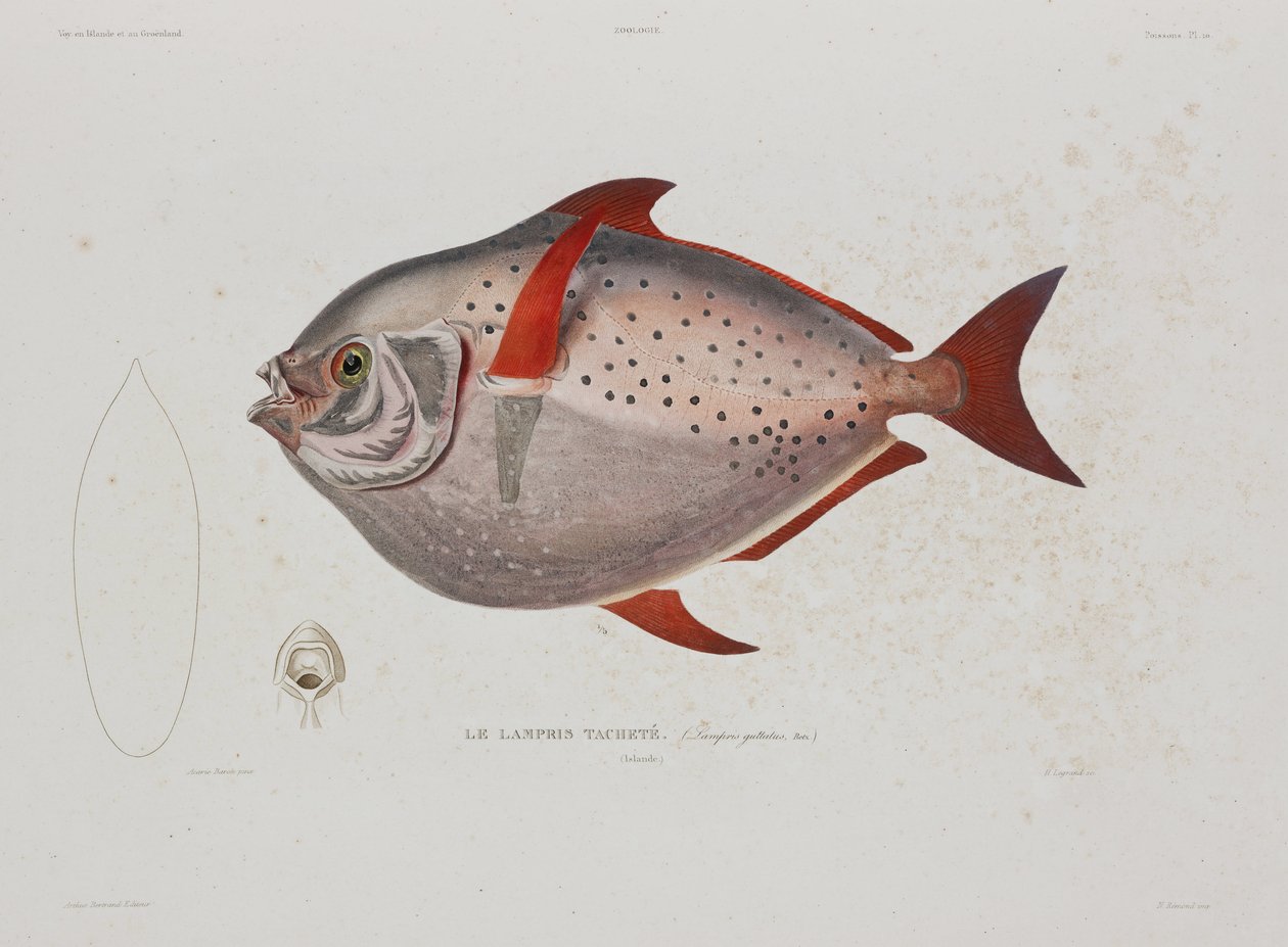 Månfisk, Island, tidigt 1800-tal av John Pardon