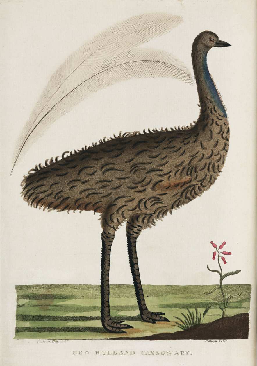 "New Holland Cassowary", Australien, ca 1788 av John Pardon