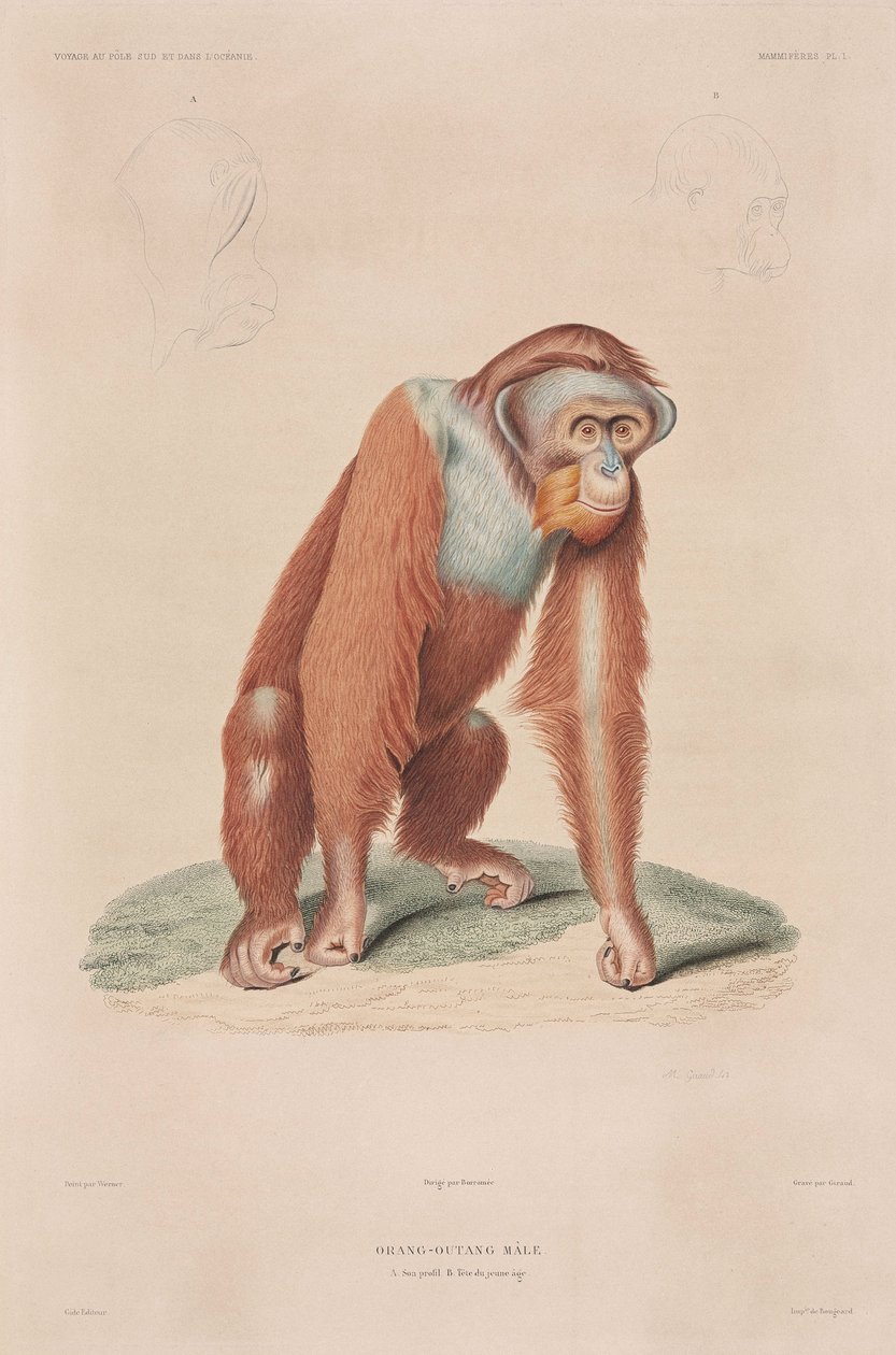 Orang-utanger, Indonesien av John Pardon