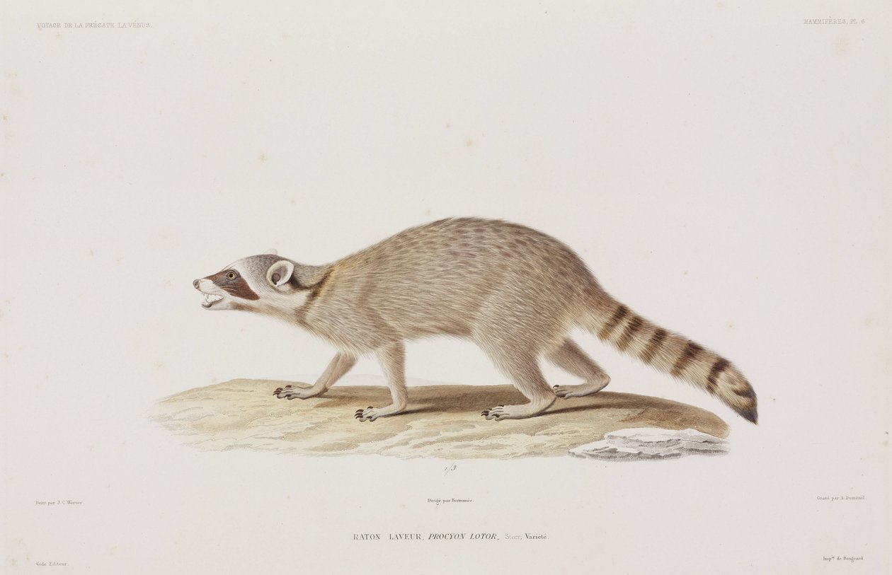 Raccoon, USA av John Pardon