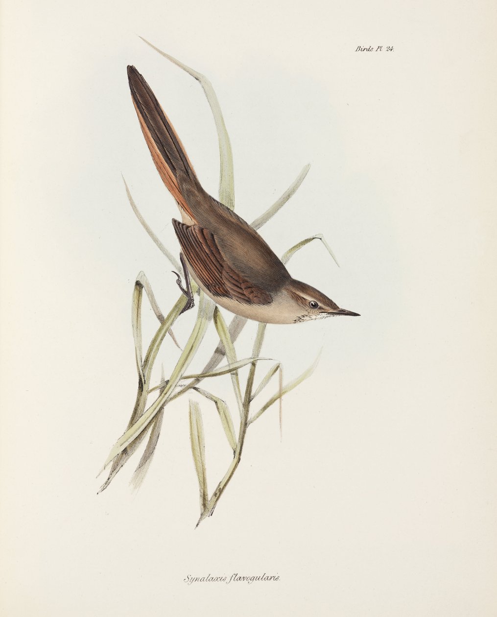 Spinetail, Sydamerika, c 1832-1836 av John Pardon