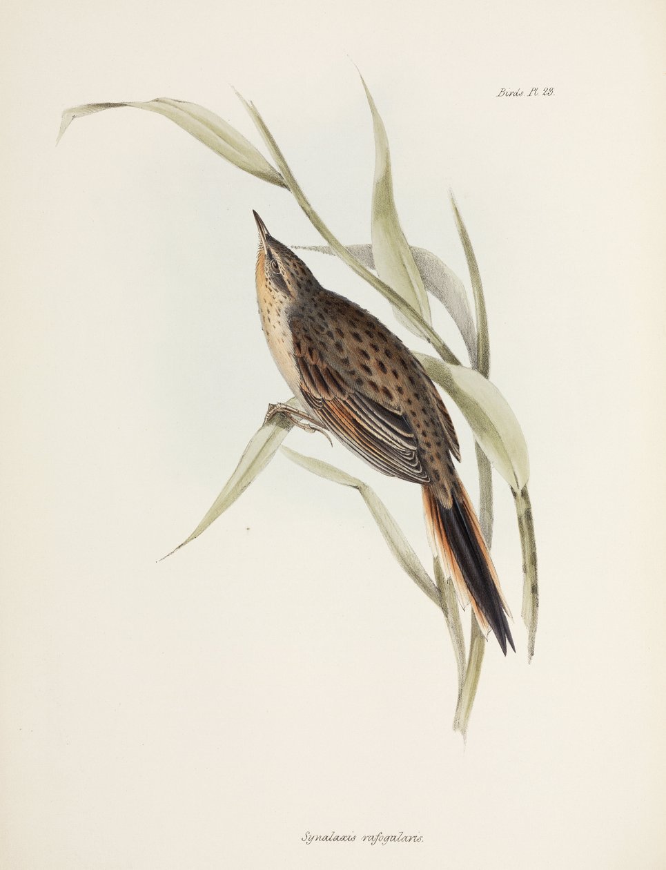 Spinetail, Sydamerika, c 1832-1836 av John Pardon