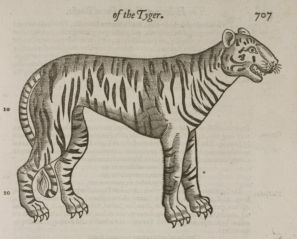 Tigern av John Pardon