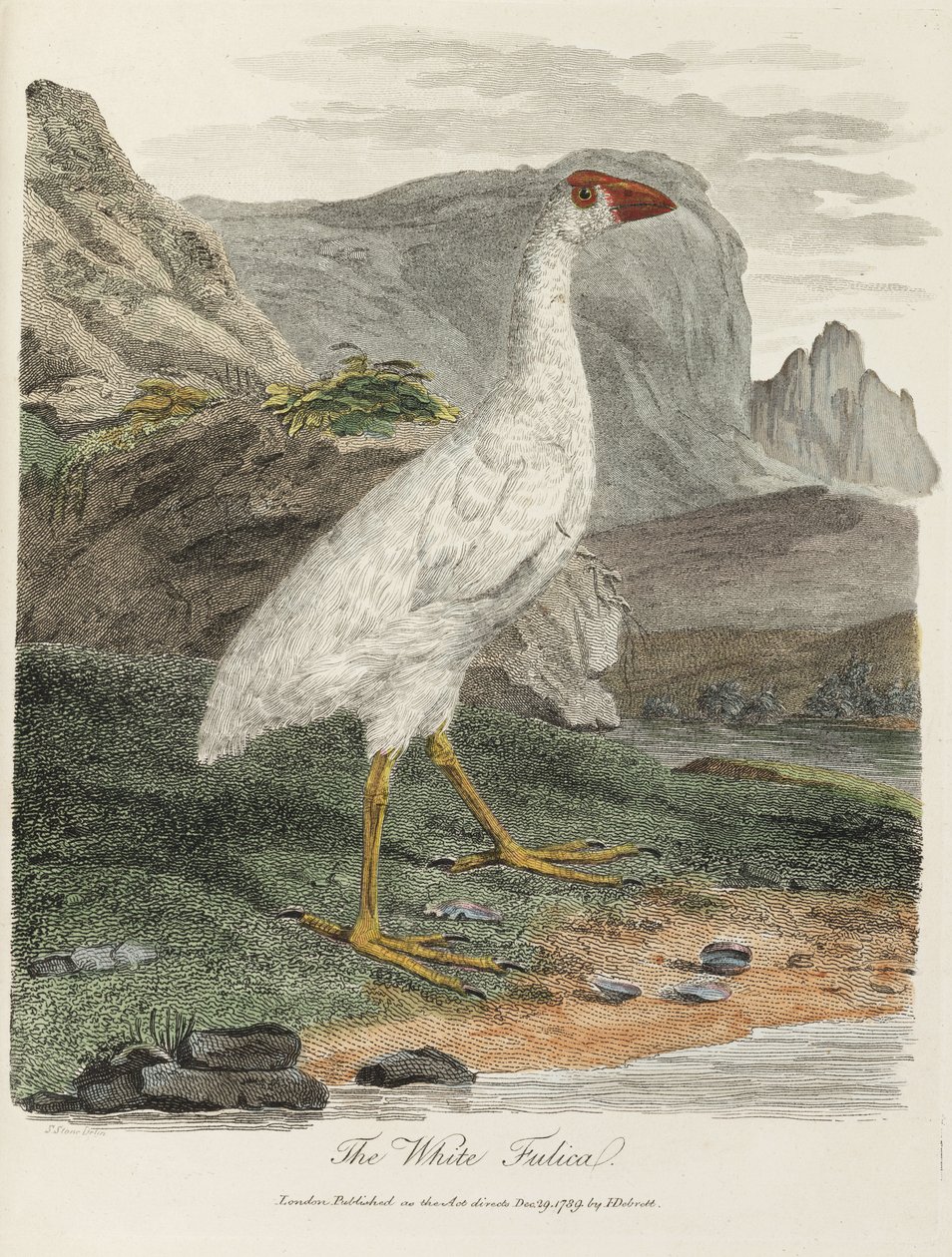 "The White Fulica" av John Pardon