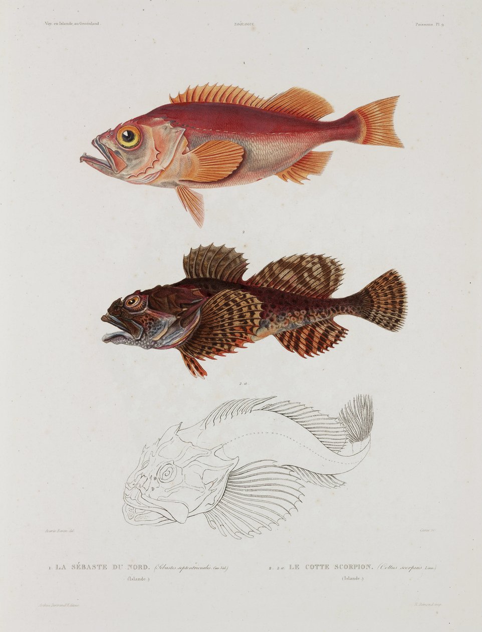 Två sorters fisk, Island, tidigt 1800-tal av John Pardon