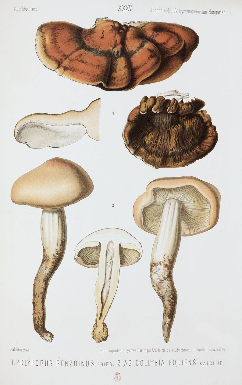 Två typer av svamp, c 1874 av John Pardon