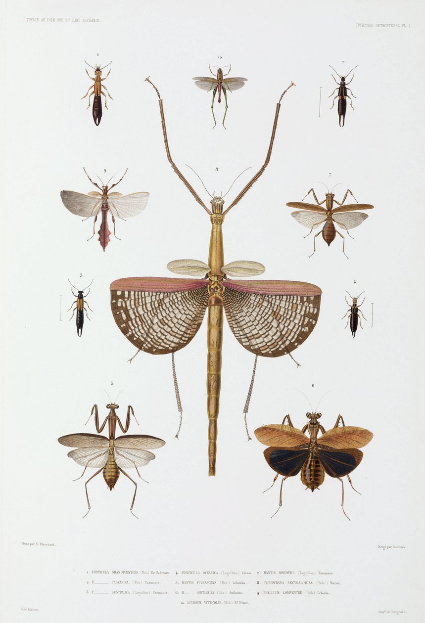 Typer av insekter, Australien, Salomonöarna och Indonesien av John Pardon