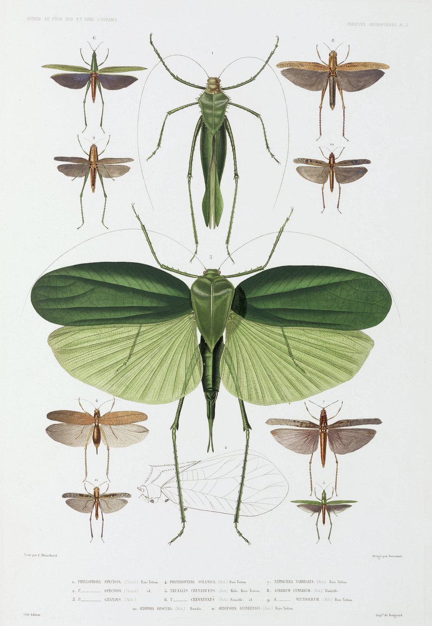 Typer av insekter, Teneriffa och Indonesien av John Pardon