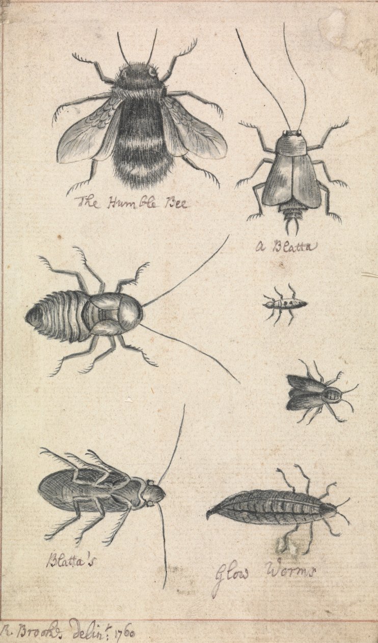 Det ödmjuka biet och insekter av Richard Brookes
