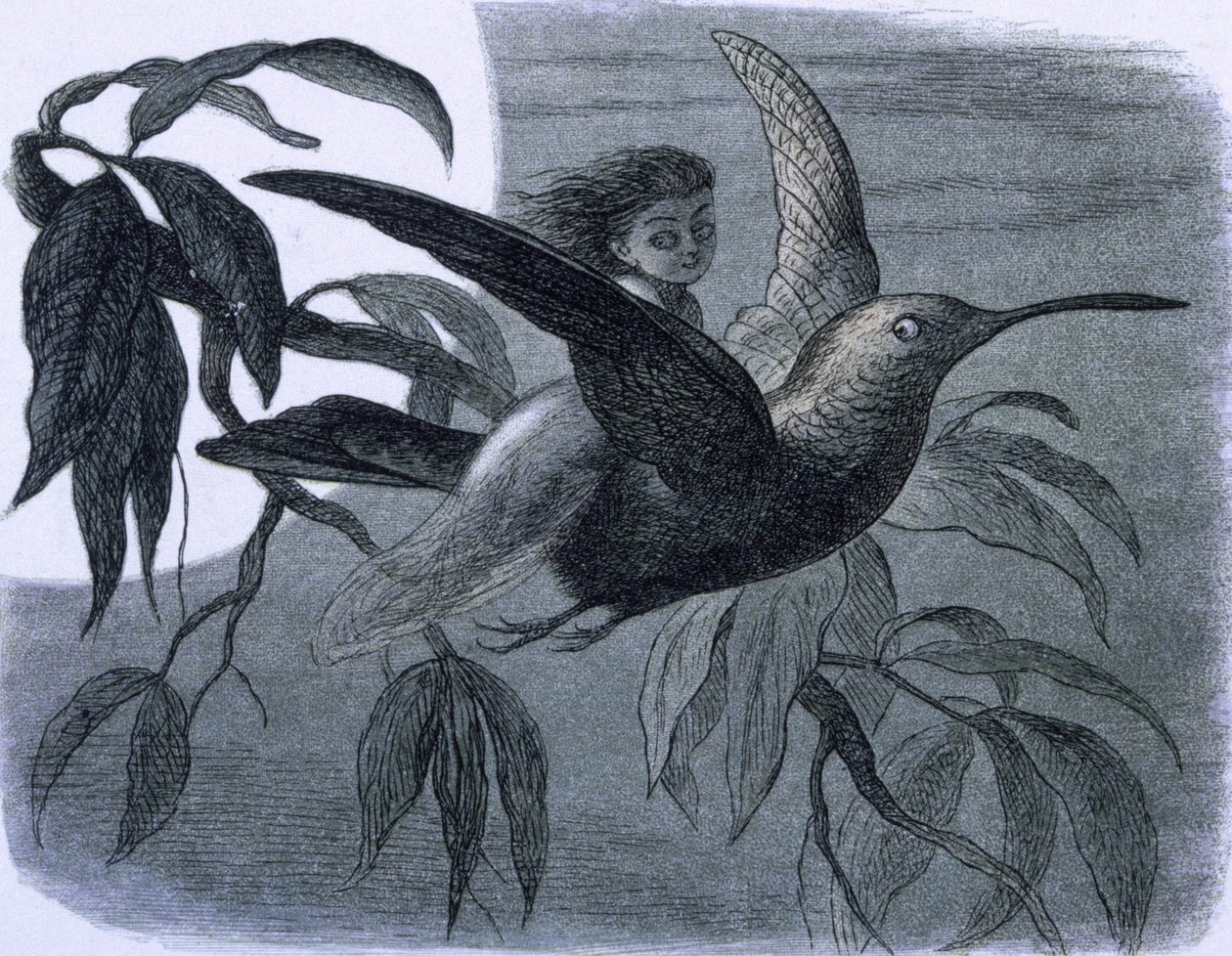 En älva (eller en nymf) som rider på en kolibri. Illustration från "In Fairy Land. En serie bilder från tomtevärlden"" av Richard Doyle av Richard Doyle