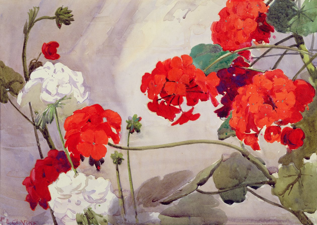Röda och vita pelargoner (akvarell) av Richard E. Clarke