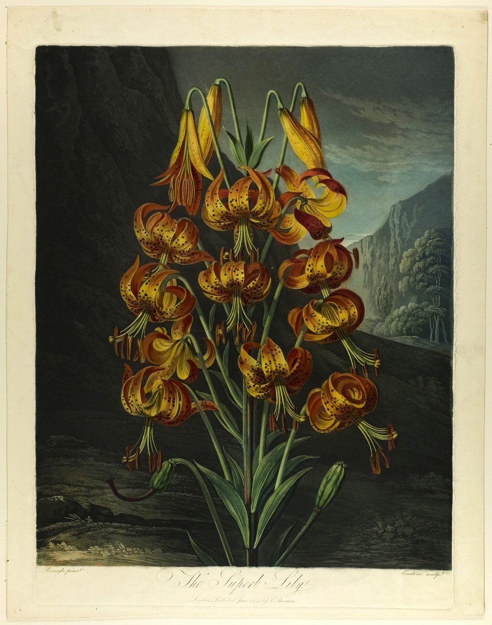 The Superb Lily, från The Temple of Flora av Richard Earlom