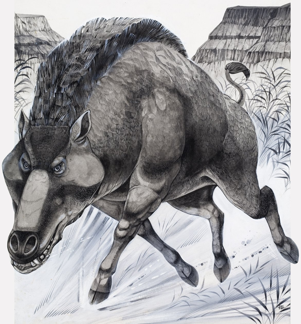 Daeodon (gouache på papper) av Richard Hook