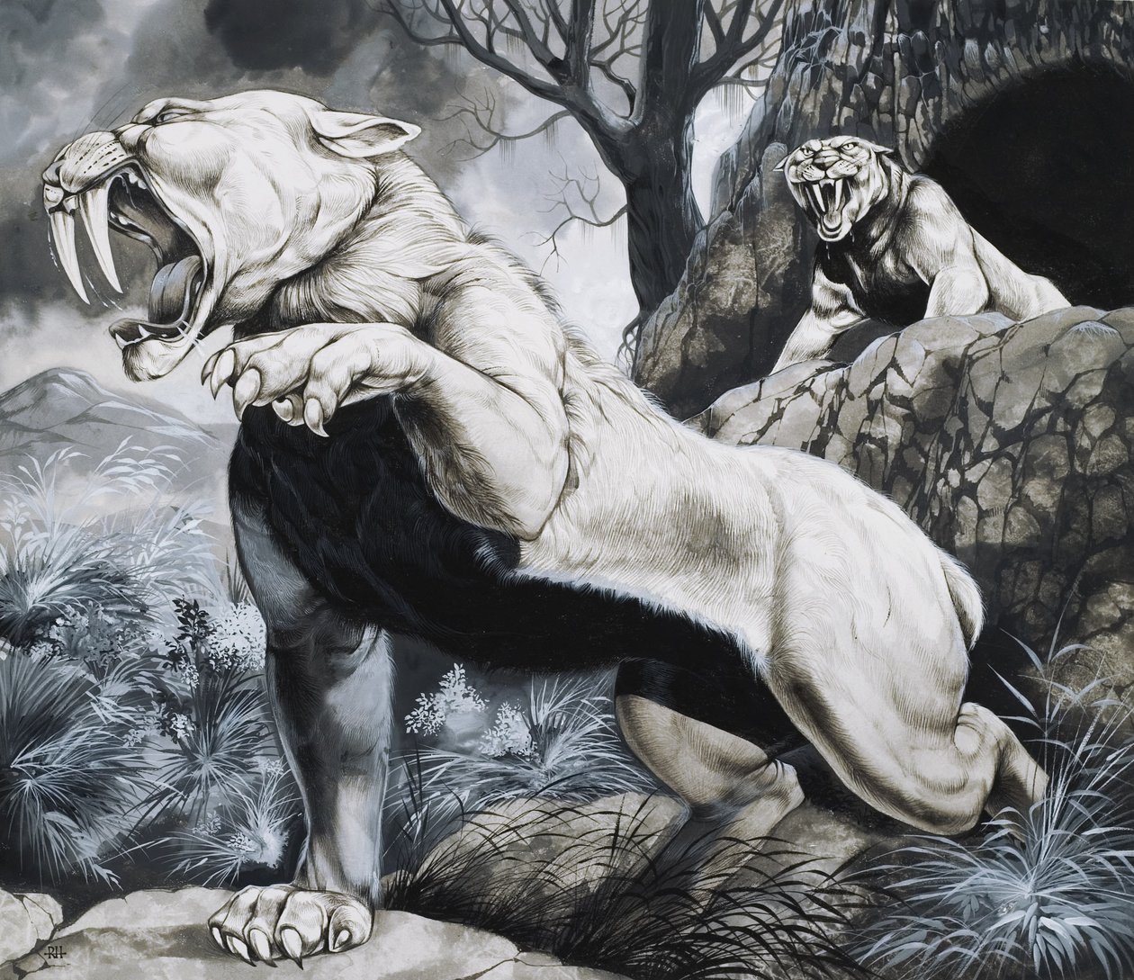 Sabeltandade tigrar (gouache på papper) av Richard Hook