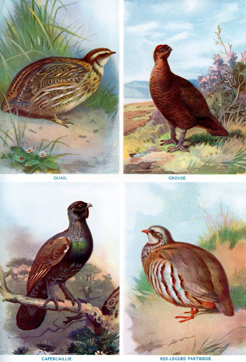 Fågelvilt från Harmsworth Natural History, 1910 1911-1912. av Richard Lydekker