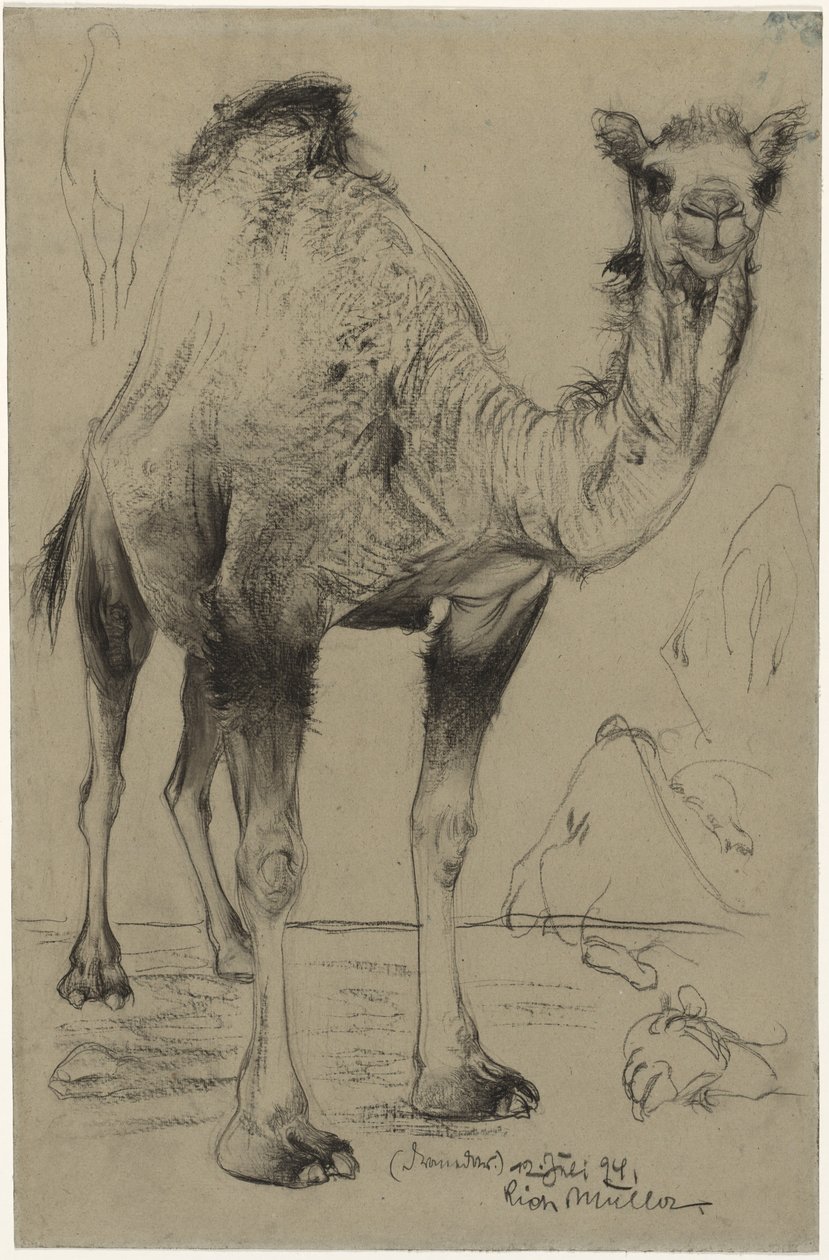 Dromedaren av Richard Muller