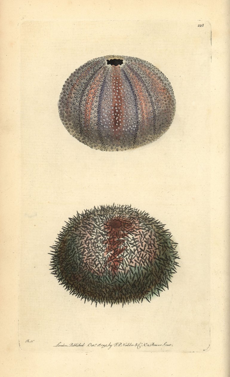 Ätbar sjöborre, Echinus esculentus, från George Shaw och Frederick Nodders "The Naturalist