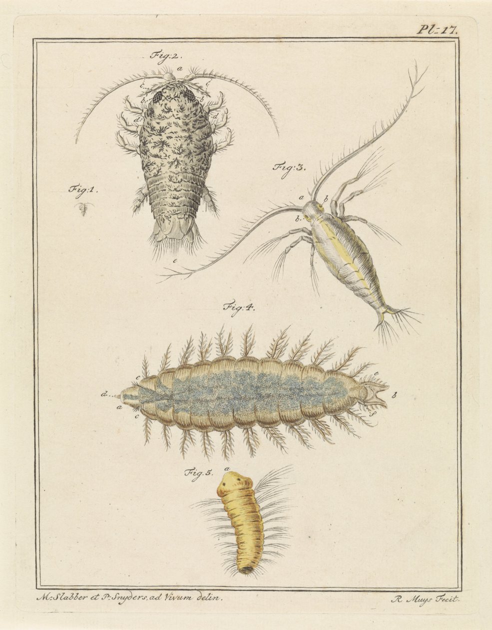 Agatvedlöss, copepod och borstmask av Robbert Muys