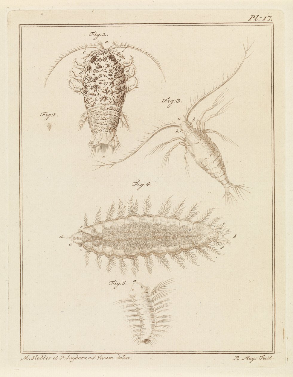 Agat isopod, copepod och borstmask av Robbert Muys