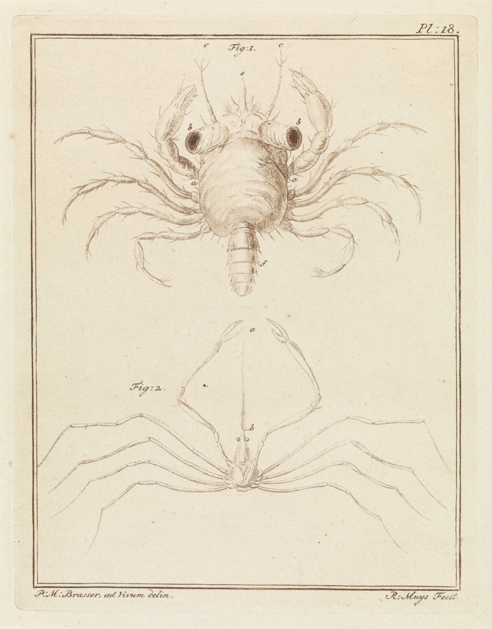Strandkrabba och en art av pilkrabba av Robbert Muys