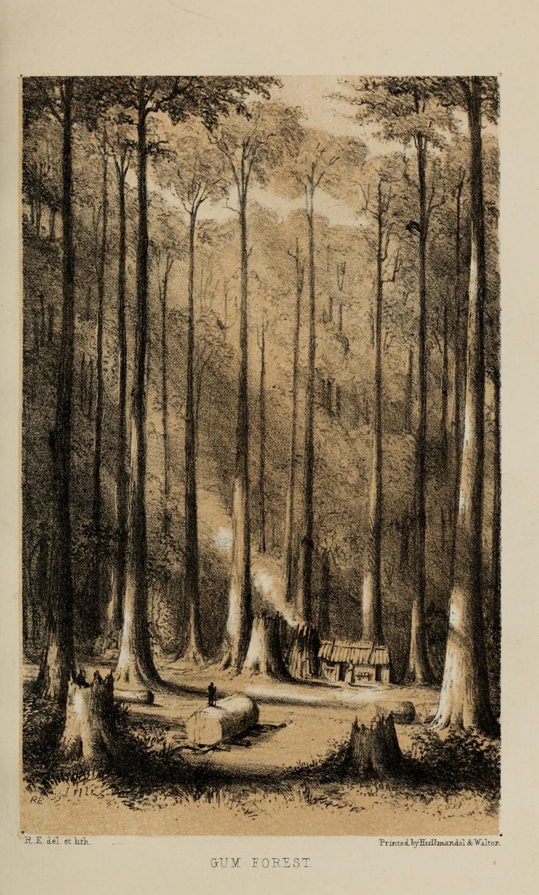 Gum Forest, akvarellmålning av Robert Elwes (1819–1878), en rik ung brittisk herre från Norfolk av Robert Elwes
