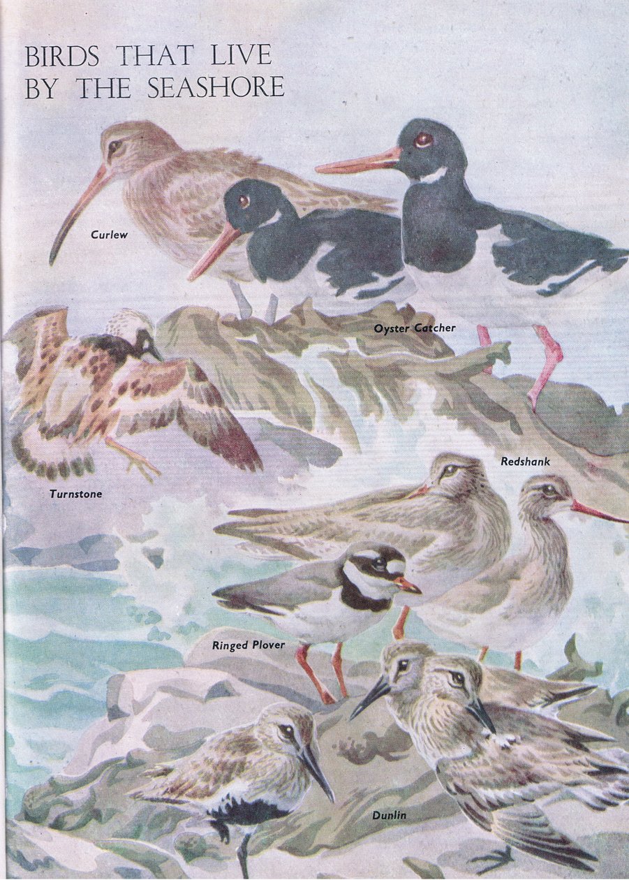 Fåglar som lever vid havet, illustration från The Childrens Nature Book publicerad av Odhams, 1958 av Robert George Talbot Kelly