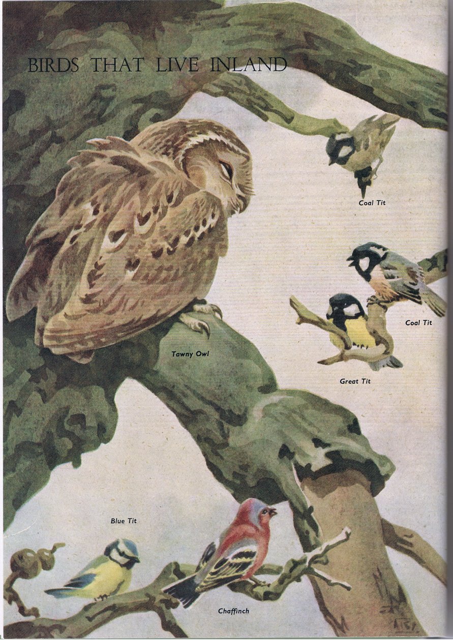 Fåglar som lever i inlandet, illustration från The Childrens Nature Book publicerad av Odhams, 1958. av Robert George Talbot Kelly