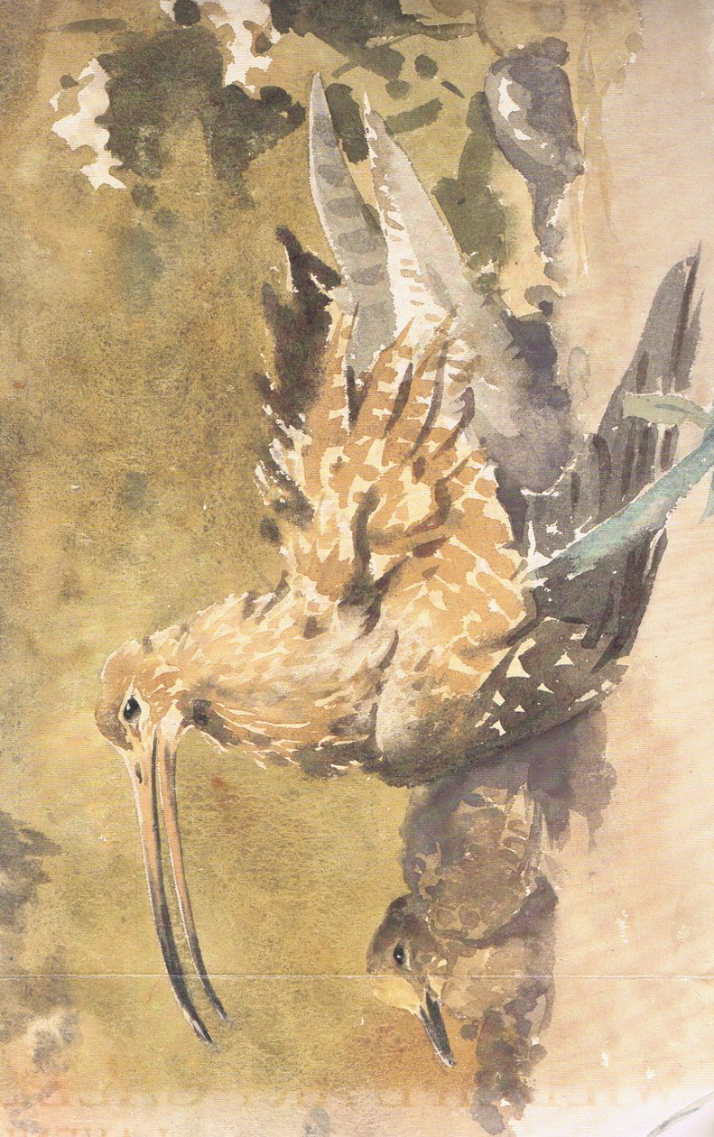 Curlew och ung av Robert George Talbot Kelly