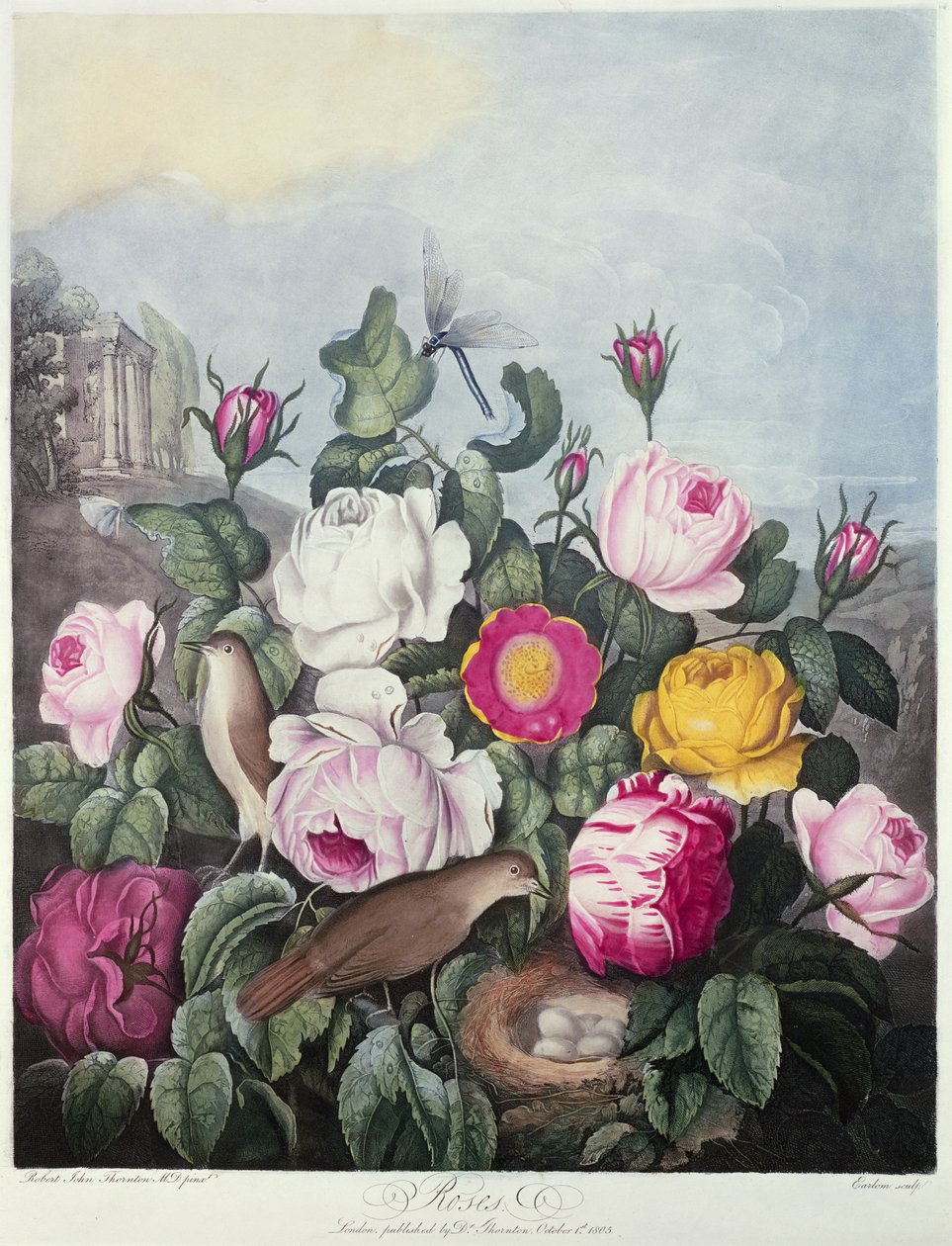 Rosor, graverade av Earlom, från "The Temple of Flora", av Robert Thornton, pub. 1805 av Robert John Thornton