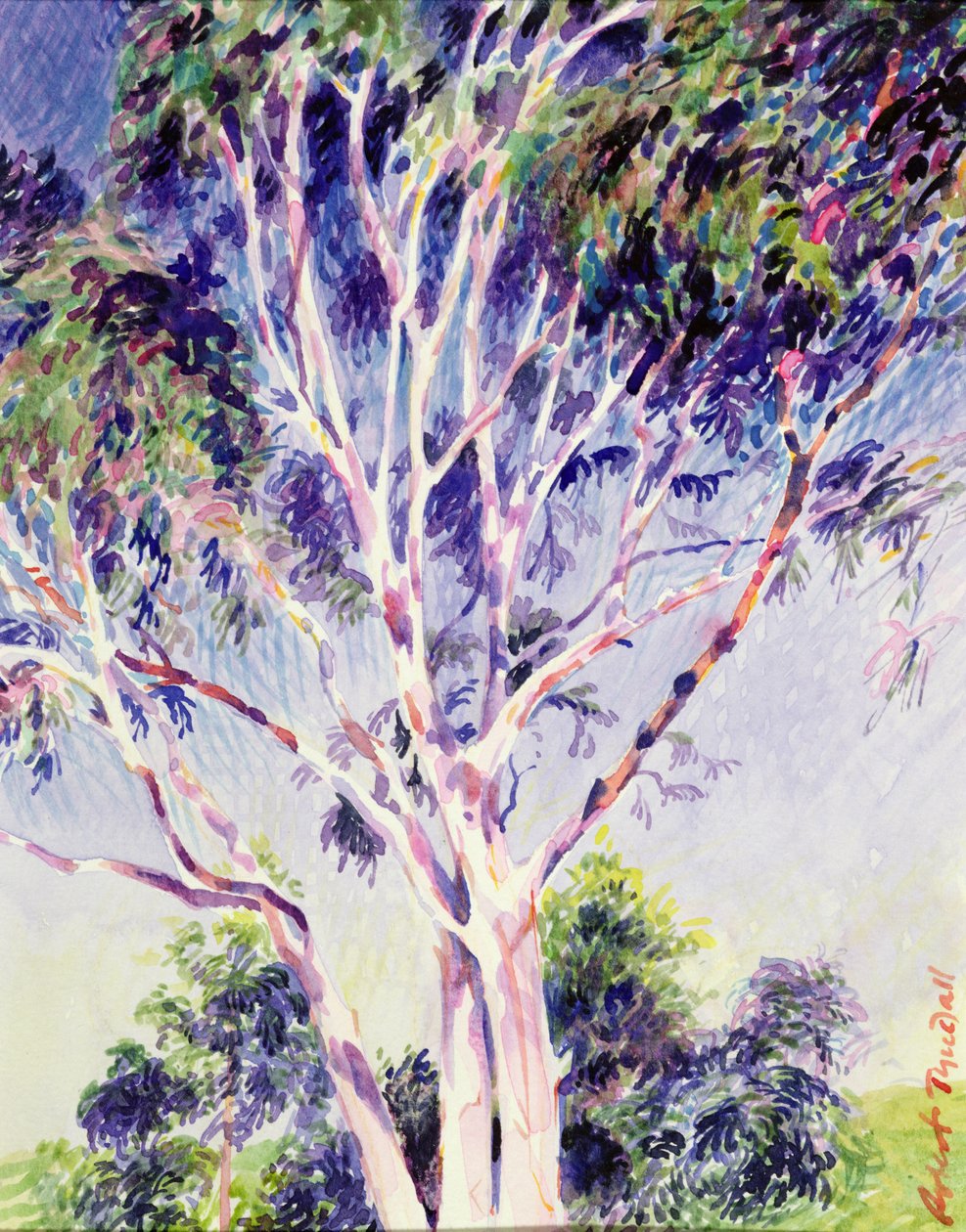 Gum Tree, Australien (wc) av Robert Tyndall