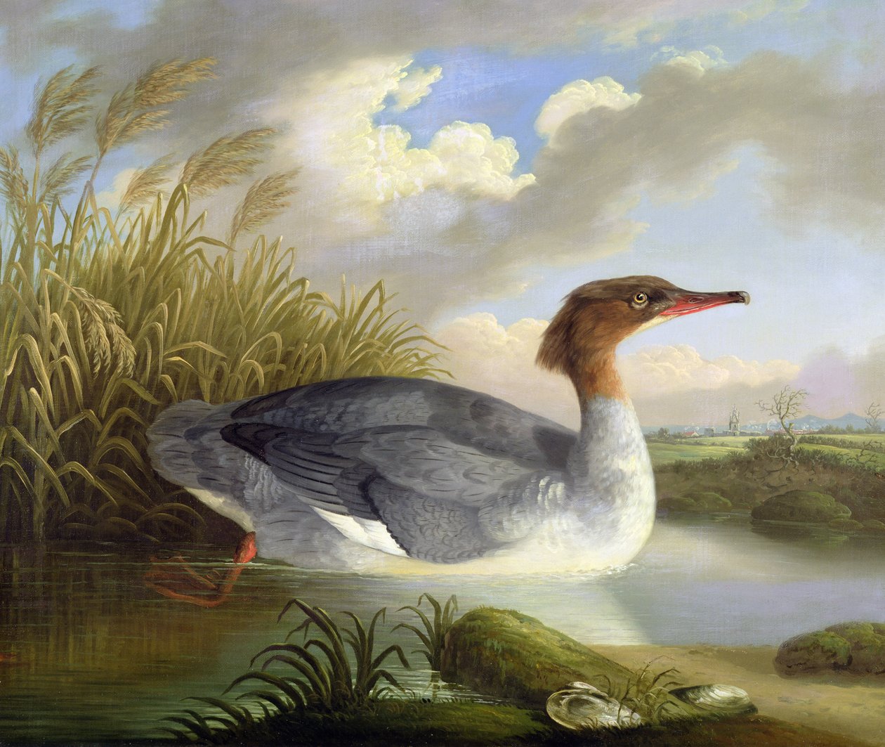 A Dun Diver (Gåsander) av Robert Wilkinson Padley