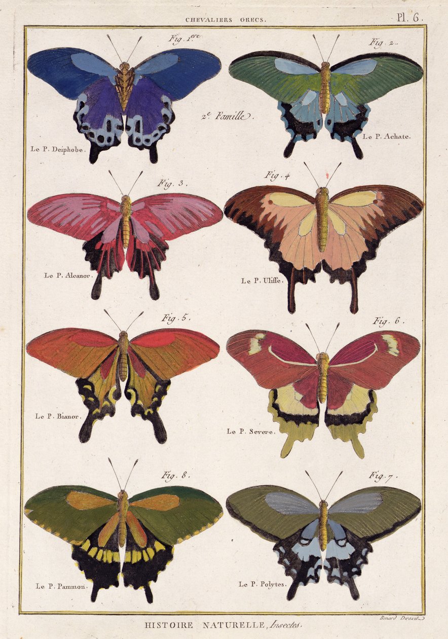 Fjärilar från "Natural History of Insects" av M. Olivier av Robert Benard