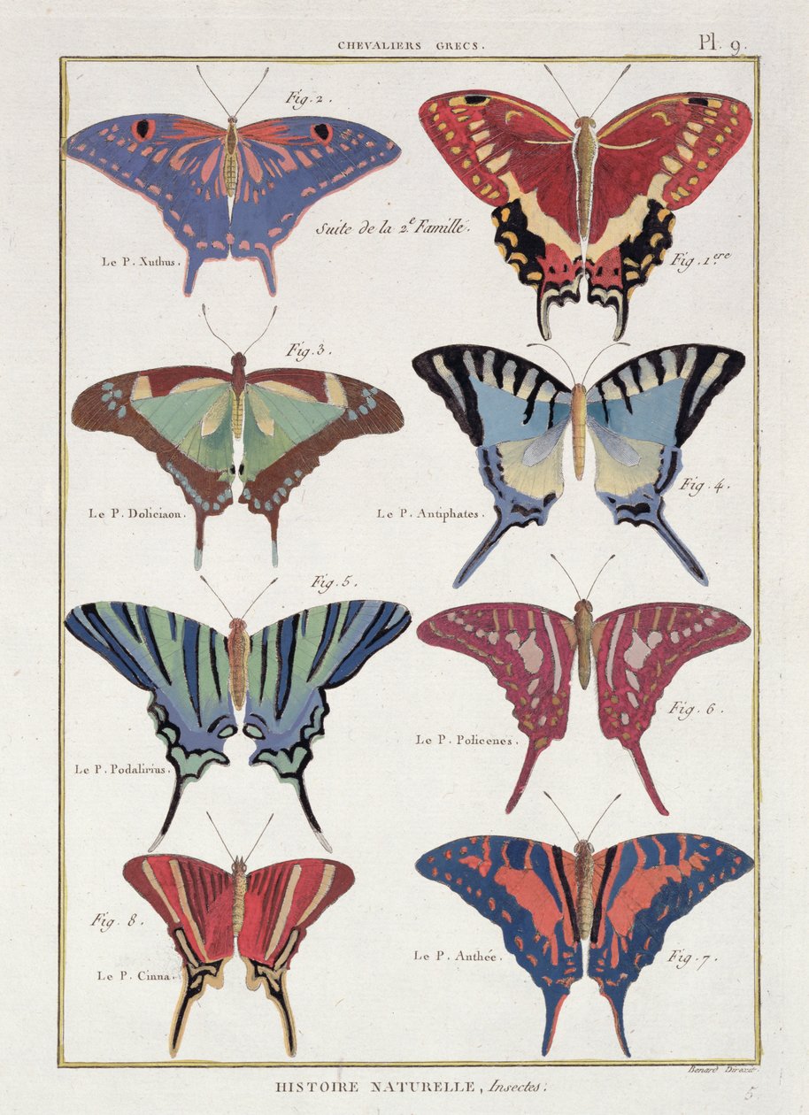 Fjärilar från "Natural History of Insects" av M. Olivier av Robert Benard