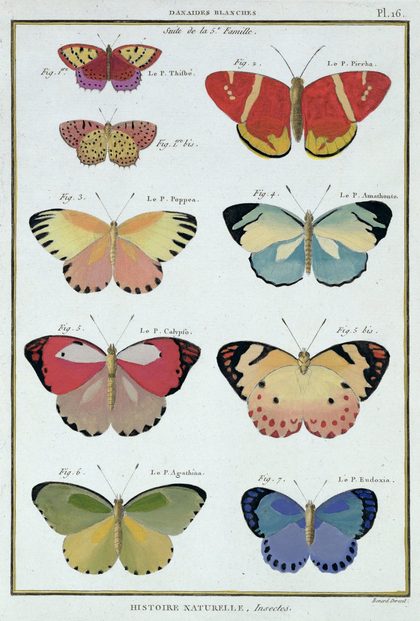 Fjärilar från "Natural History of Insects" av M. Olivier av Robert Benard
