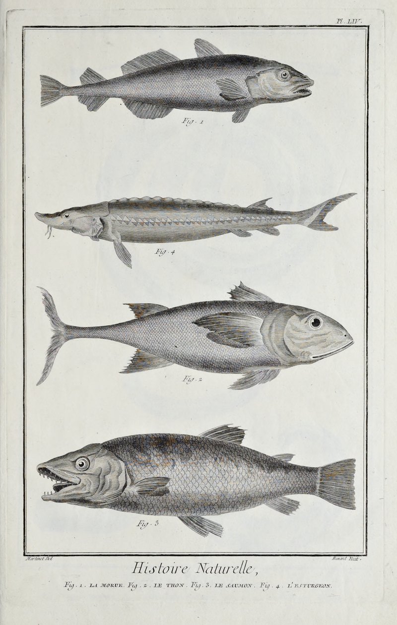 Torsk, tonfisk, lax och stör, illustration från 