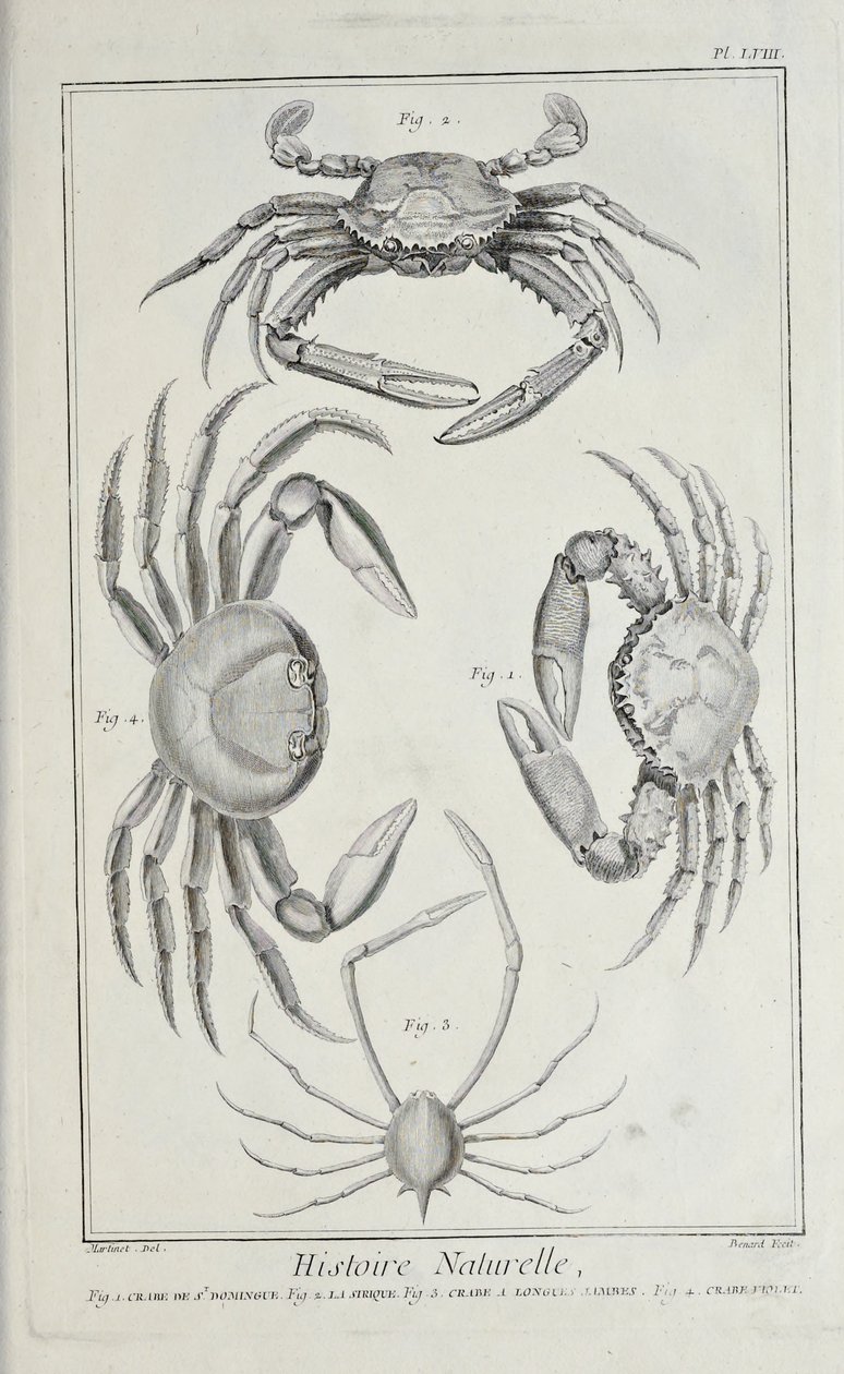 Krabbor, illustration från 