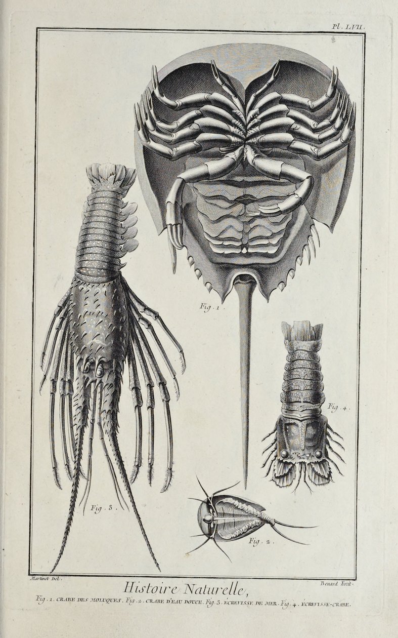 Kräftdjur, illustration från 