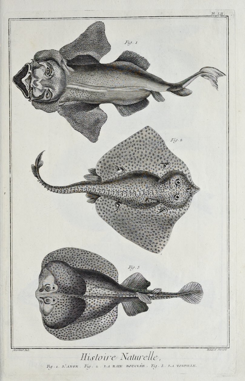Illustration från 
