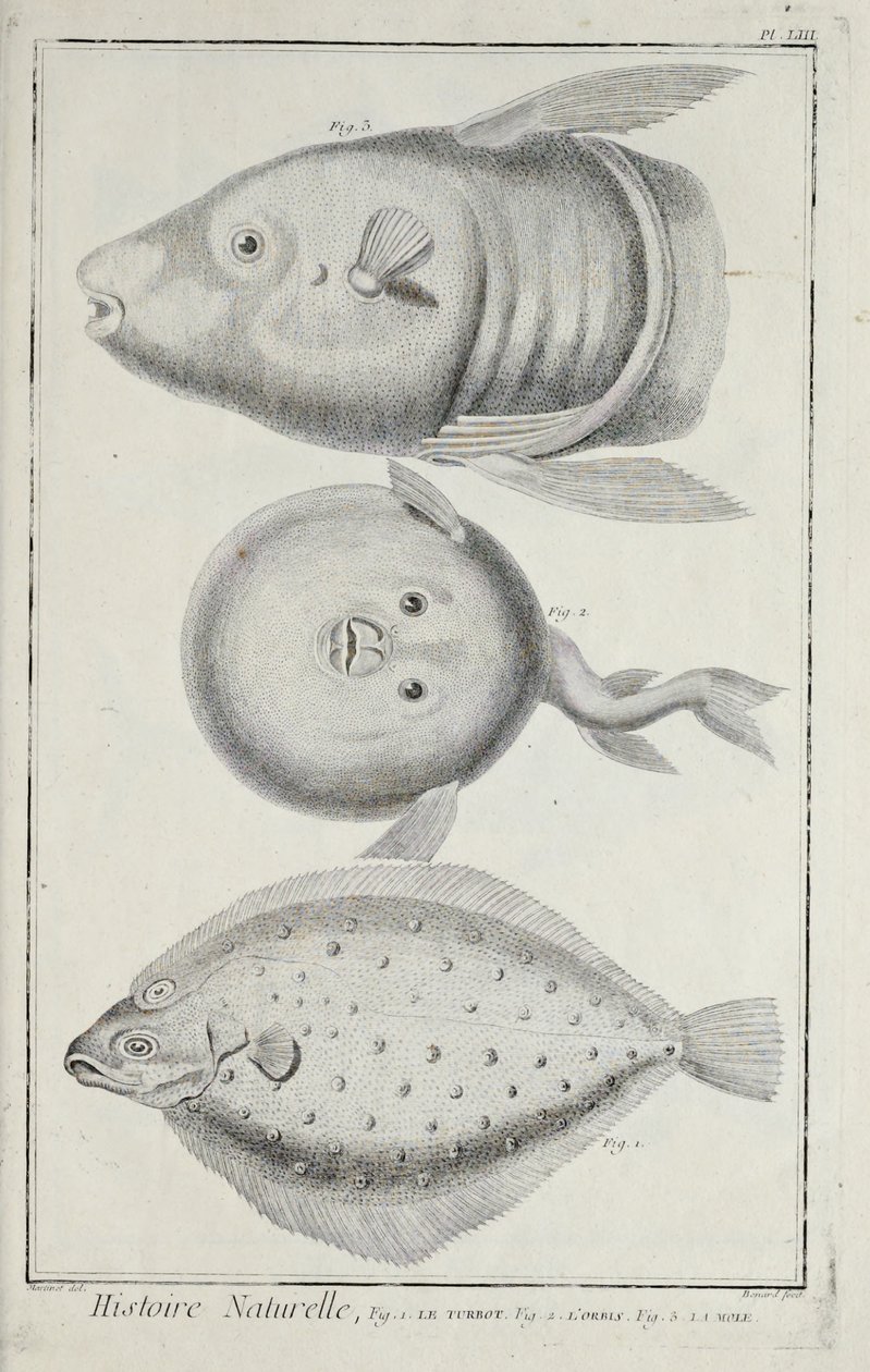 Illustration från 