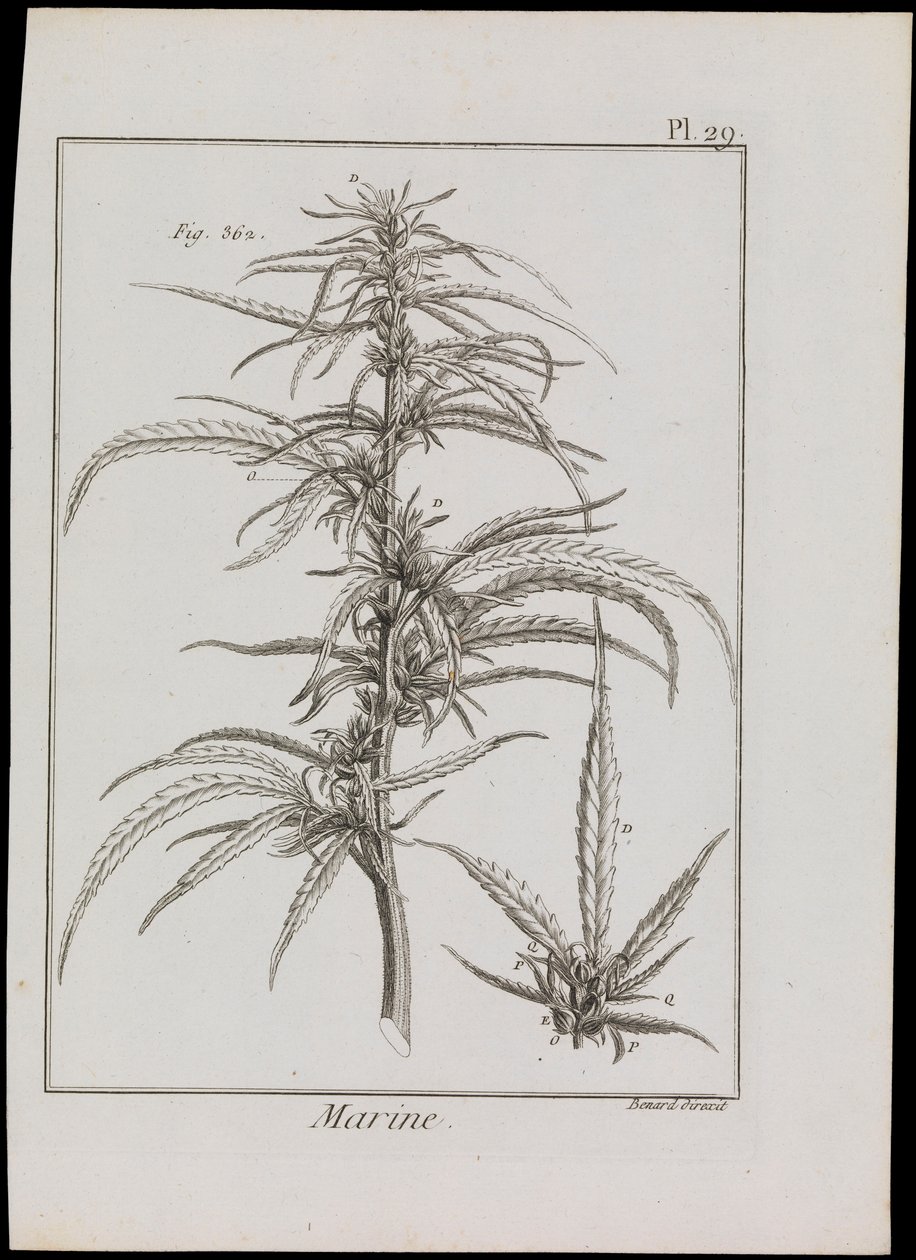 Marint diagram av blommor, ca 1810 (gravyr  etsning) av Robert Benard