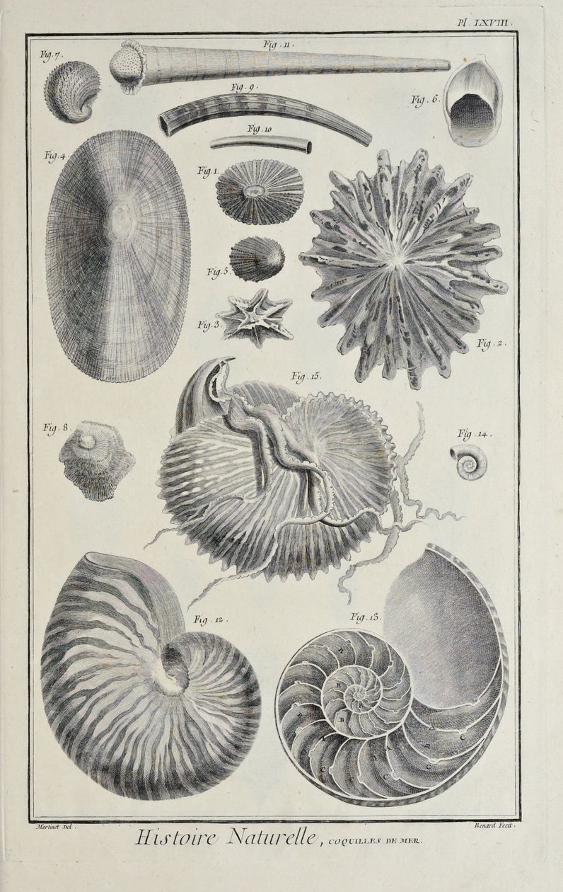 Snäckskal, illustration från 