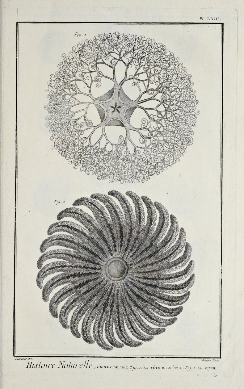 Sjöstjärnor, illustration från 