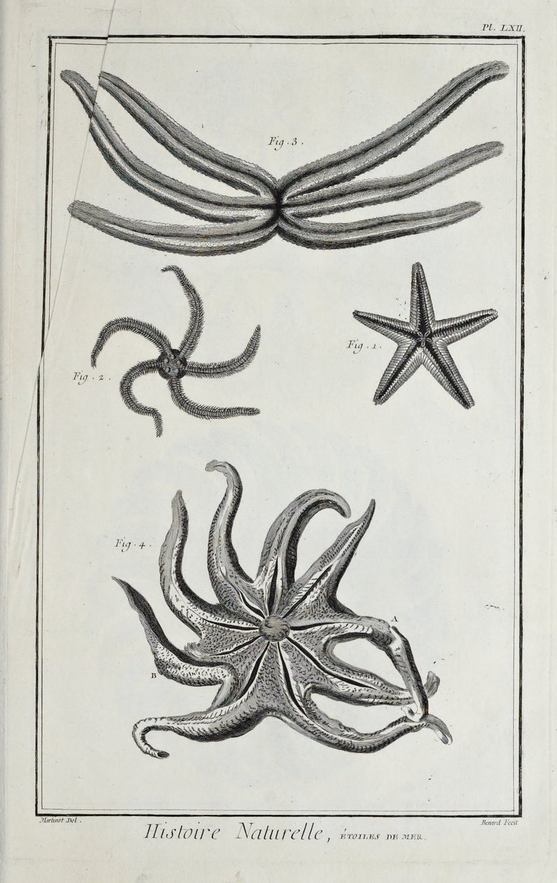 Sjöstjärnor, illustration från 