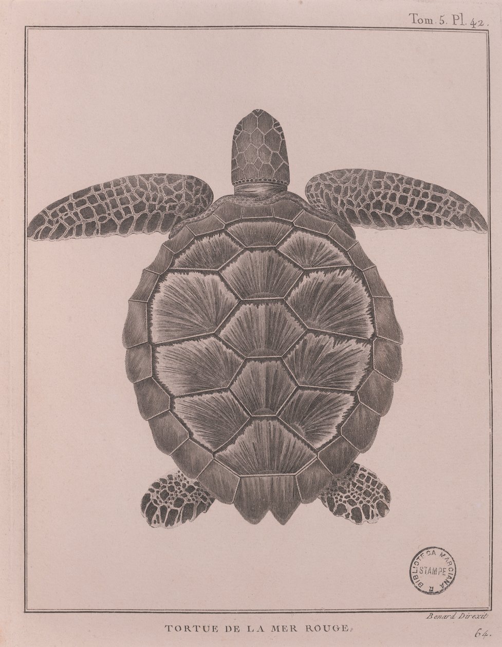 Sköldpadda från Röda havet, illustration från "Resor för att upptäcka Nilens källa, åren 1708 till 1773", av James Bruce, Paris av Robert Benard