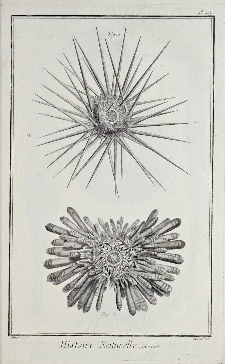 Urchins, illustration från 