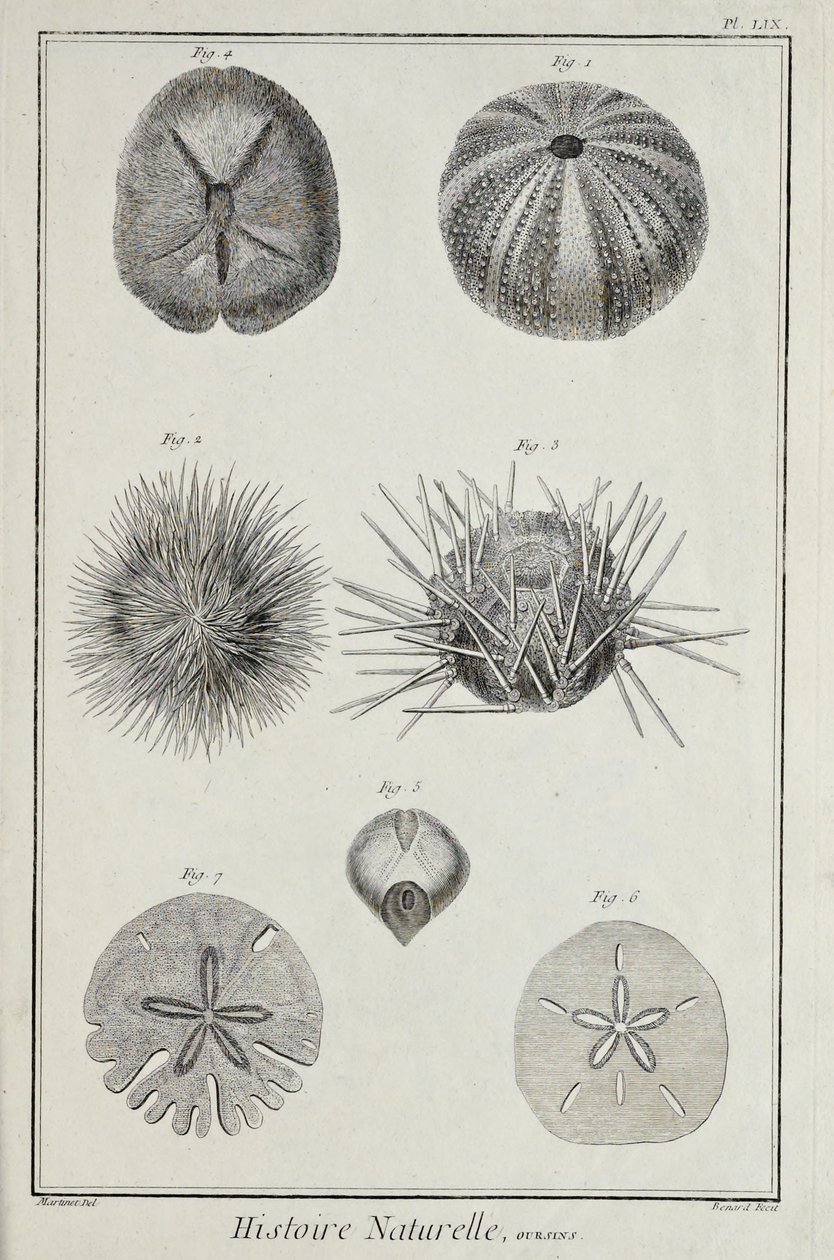 Urchins, illustration från 