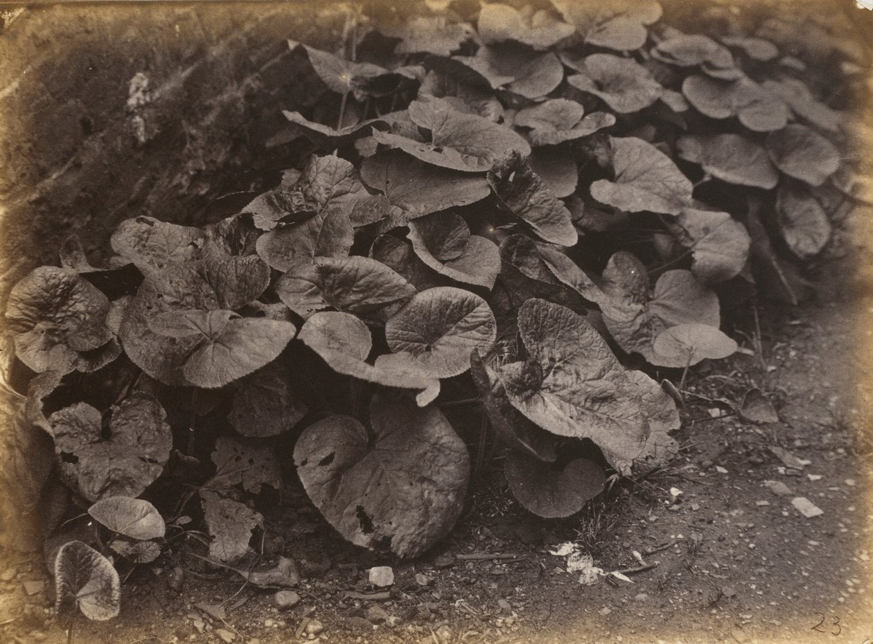 Växtstudie,1860-talet (foto) av Robert Burrows