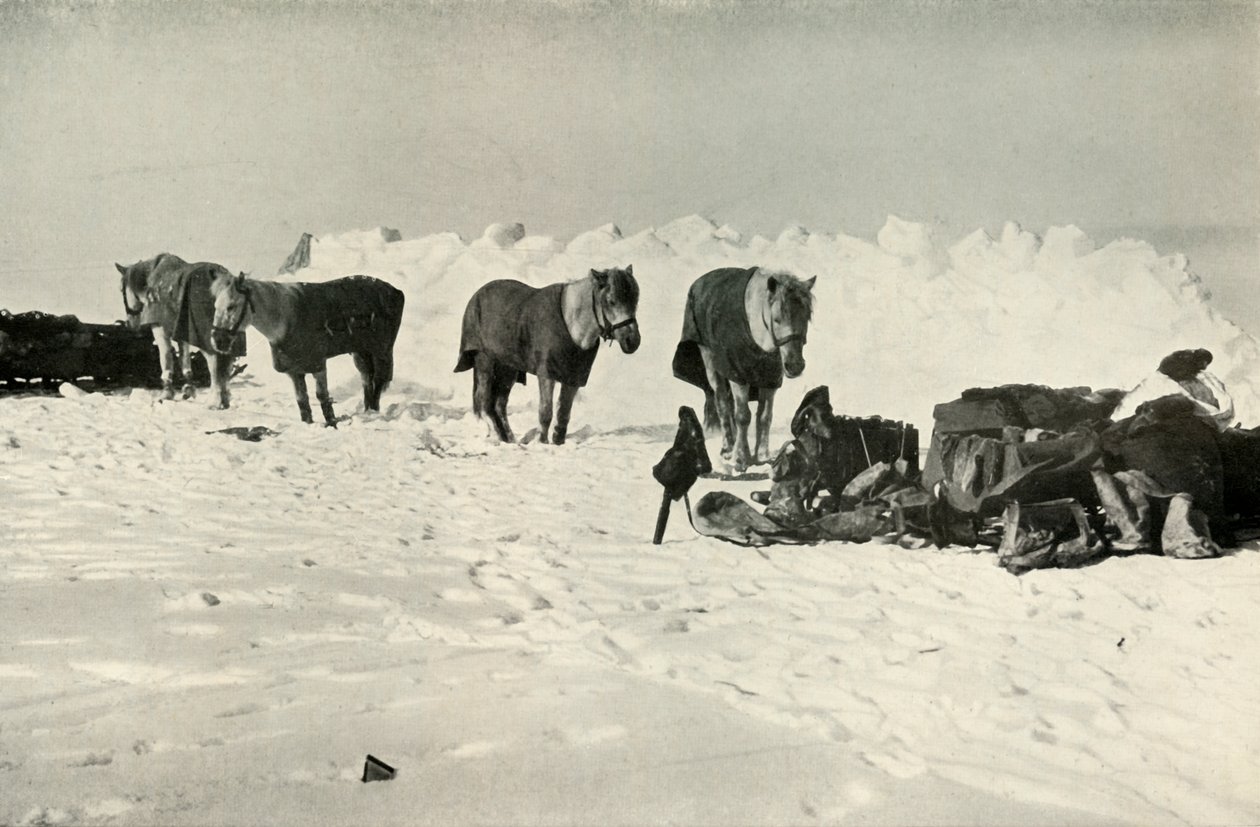 Ponnyer bakom sitt skydd i lägret vid barriären, 1911, 1913 av Robert Falcon Scott
